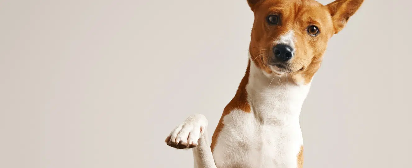 Pet King Brand | Desarrollo en Shopware 6